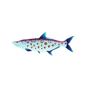 Orange Spot Tarpon